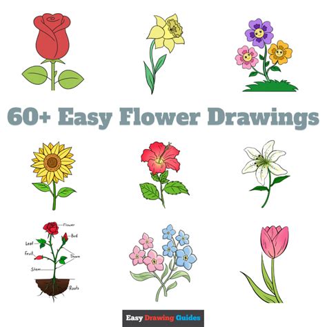 60+ Easy Flower Drawings with Step.